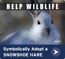 Help Wildlife. Symbolically adopt a snowshoe hare today!